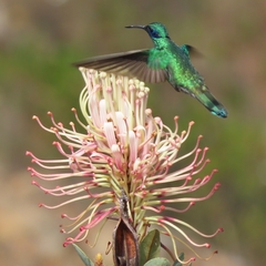 Oreocallis grandiflora