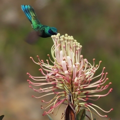 Oreocallis grandiflora