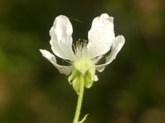Rubus aboriginum