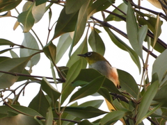 Zosterops erythropleurus