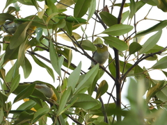 Zosterops erythropleurus