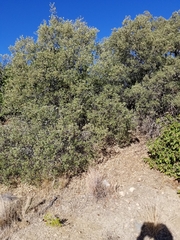 Quercus cornelius-mulleri