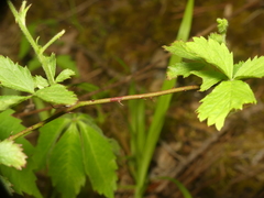 Rubus aboriginum