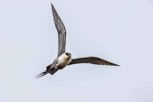 Págalo rabero (Stercorarius longicaudus)