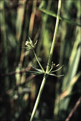 Galium divaricatum