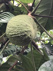 Magnoliopsida