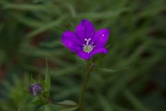 Legousia speculum-veneris