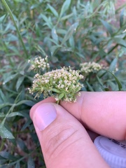 Lomatium latilobum