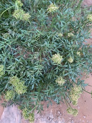 Lomatium latilobum