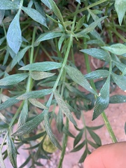 Lomatium latilobum