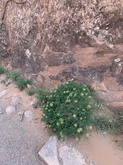 Lomatium latilobum