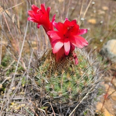 Matucana haynii herzogiana