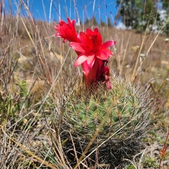 Matucana haynii herzogiana