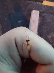 Maccaffertium terminatum