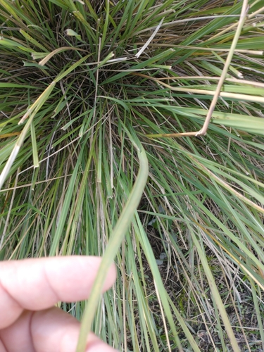 Sorghastrum setosum, 2022-05-12