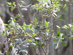 Phylloscopus claudiae