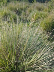 Sorghastrum setosum