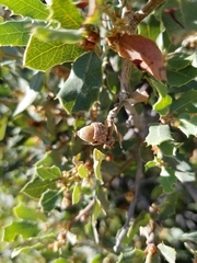 Quercus cornelius-mulleri