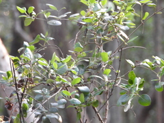 Phylloscopus claudiae
