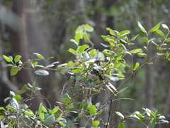 Phylloscopus claudiae