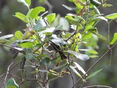 Phylloscopus claudiae