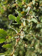 Quercus cornelius-mulleri
