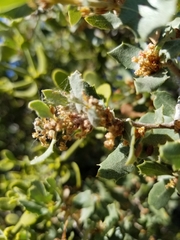 Quercus cornelius-mulleri