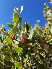 Quercus cornelius-mulleri