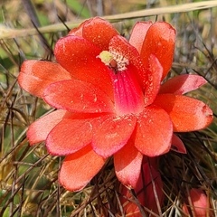 Matucana haynii herzogiana