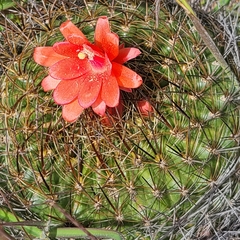 Matucana haynii herzogiana