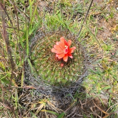 Matucana haynii herzogiana