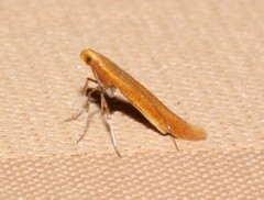 Caloptilia invariabilis