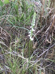 Spiranthes praecox