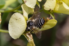Megachile petulans