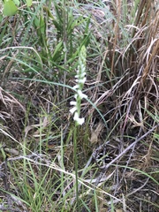 Spiranthes praecox
