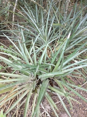 Aechmea distichantha