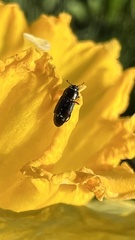 Carpophilus brachypterus