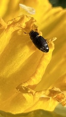 Carpophilus brachypterus