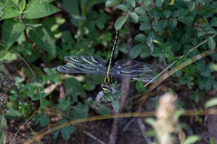 Phanogomphus militaris