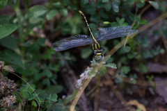 Phanogomphus militaris
