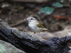 Phylloscopus tenellipes
