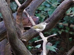 Phylloscopus tenellipes