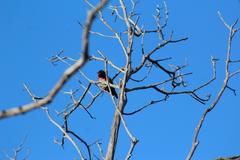 Calypte anna