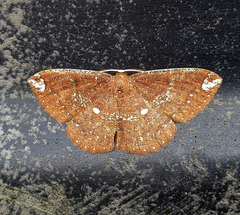 Astygisa albopunctata