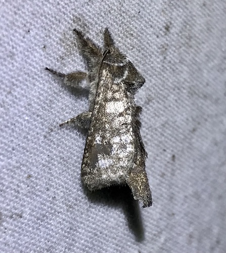 Francesca Carpenterworm Moth photo 2