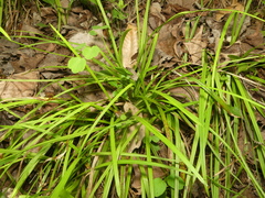 Carex cumberlandensis