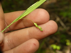 Carex cumberlandensis