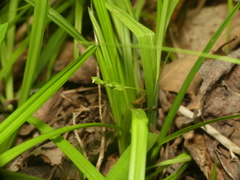 Carex cumberlandensis