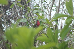 Rhodinocichla rosea