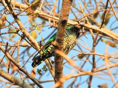 Chrysococcyx maculatus